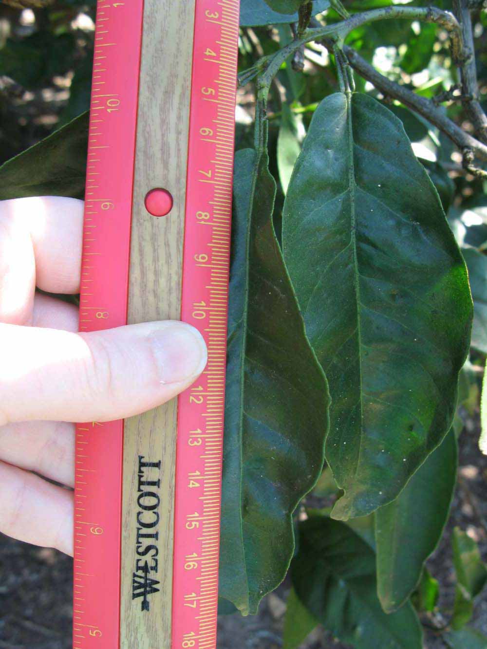              Unifoliolate leaf (Winter Haven, FL)       